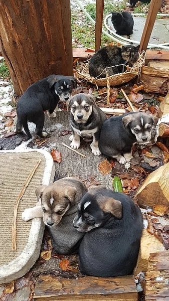 Štěnata Husky&Portugalský ohař